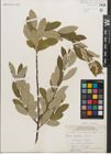 Foto von Salix humilis Marshall
